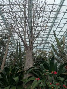 GardensByTheBay2025-78 image from Singapore's Gardens by the Bay - spring 2025