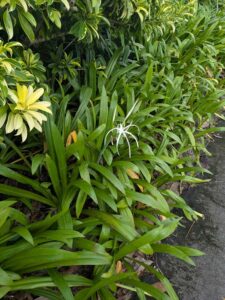 GardensByTheBay2025-8 image from Singapore's Gardens by the Bay - spring 2025