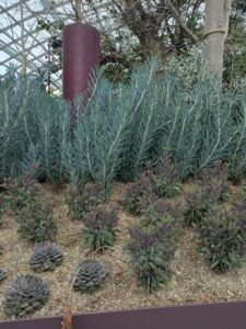 GardensByTheBay2025-80 image from Singapore's Gardens by the Bay - spring 2025