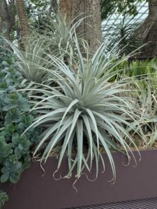 GardensByTheBay2025-83 image from Singapore's Gardens by the Bay - spring 2025