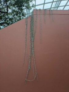 GardensByTheBay2025-84 image from Singapore's Gardens by the Bay - spring 2025