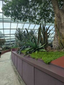 GardensByTheBay2025-86 image from Singapore's Gardens by the Bay - spring 2025