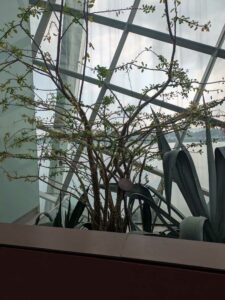 GardensByTheBay2025-87 image from Singapore's Gardens by the Bay - spring 2025