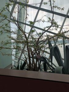 GardensByTheBay2025-88 image from Singapore's Gardens by the Bay - spring 2025