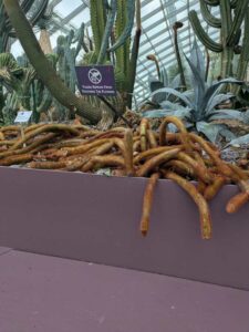 GardensByTheBay2025-90 image from Singapore's Gardens by the Bay - spring 2025