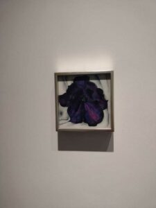 Image from Georgia O'Keefe Museum in Santa Fe