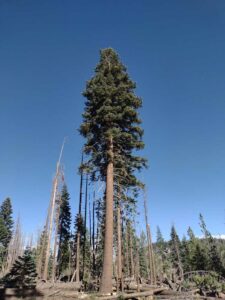 MammothJuneLakeMonoLake2024-34 image from Mammoth, June Lake & Mono Lake area - Aug 2024