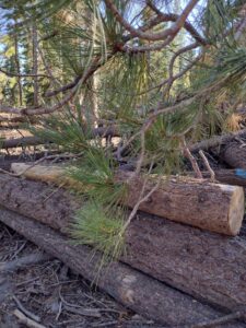 MammothJuneLakeMonoLake2024-35 image from Mammoth, June Lake & Mono Lake area - Aug 2024