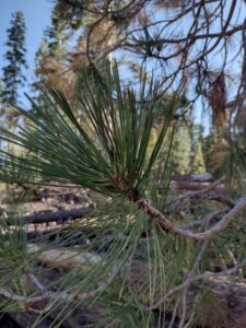 MammothJuneLakeMonoLake2024-36 image from Mammoth, June Lake & Mono Lake area - Aug 2024
