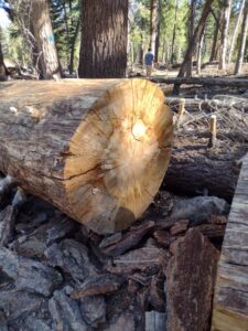 MammothJuneLakeMonoLake2024-37 image from Mammoth, June Lake & Mono Lake area - Aug 2024