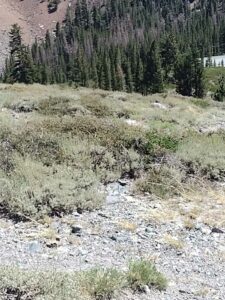 MammothJuneLakeMonoLake2024-6 image from Mammoth, June Lake & Mono Lake area - Aug 2024