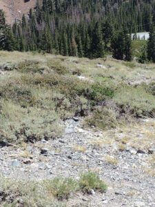 MammothJuneLakeMonoLake2024-7 image from Mammoth, June Lake & Mono Lake area - Aug 2024