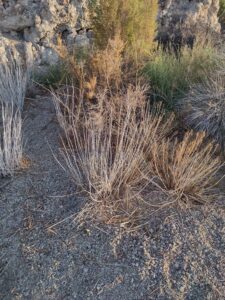 MammothJuneLakeMonoLake2024-92 image from Mammoth, June Lake & Mono Lake area - Aug 2024