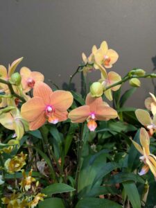 OrchidMania2025-10 image from Orchid Mania at Desert Botanical Garden - spring 2025