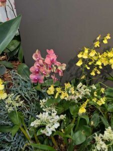 OrchidMania2025-18 image from Orchid Mania at Desert Botanical Garden - spring 2025