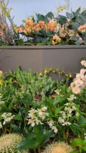 OrchidMania2025-20.TS image from Orchid Mania at Desert Botanical Garden - spring 2025