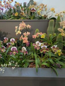 OrchidMania2025-21 image from Orchid Mania at Desert Botanical Garden - spring 2025