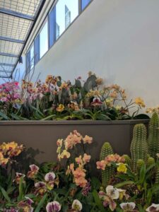 OrchidMania2025-24 image from Orchid Mania at Desert Botanical Garden - spring 2025