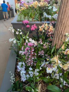OrchidMania2025-28 image from Orchid Mania at Desert Botanical Garden - spring 2025