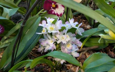 Orchid Mania at DBG – Spring 2025