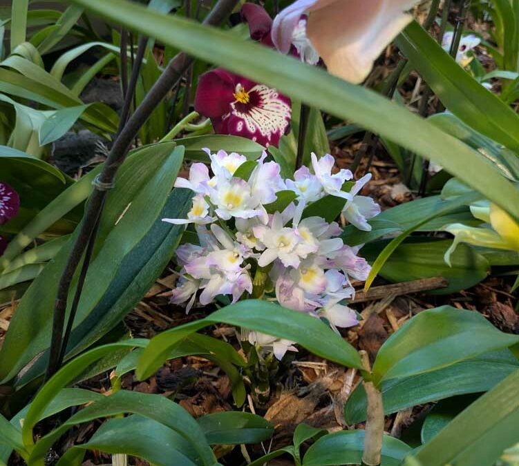 Orchid Mania at DBG – Spring 2025