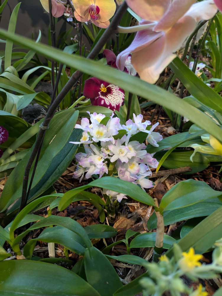 image from Orchid Mania at Desert Botanical Garden - spring 2025