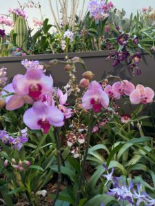 OrchidMania2025-45 image from Orchid Mania at Desert Botanical Garden - spring 2025