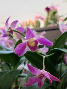 OrchidMania2025-50 image from Orchid Mania at Desert Botanical Garden - spring 2025