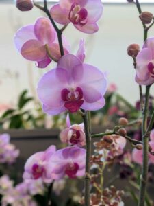 OrchidMania2025-51 image from Orchid Mania at Desert Botanical Garden - spring 2025