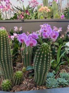 OrchidMania2025-66 image from Orchid Mania at Desert Botanical Garden - spring 2025