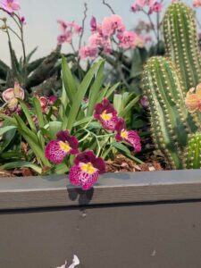 OrchidMania2025-70 image from Orchid Mania at Desert Botanical Garden - spring 2025