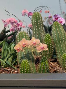 OrchidMania2025-71 image from Orchid Mania at Desert Botanical Garden - spring 2025