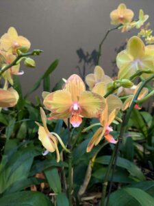 OrchidMania2025-9 image from Orchid Mania at Desert Botanical Garden - spring 2025