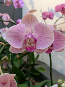 OrchidMania2025-98 image from Orchid Mania at Desert Botanical Garden - spring 2025