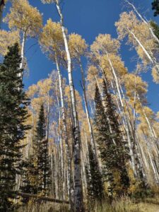 Image from Park City/SLC area of Utah, Sept 2024