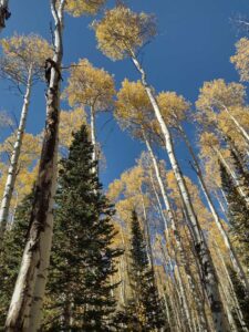 Image from Park City/SLC area of Utah, Sept 2024