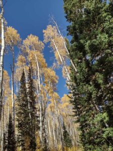 Image from Park City/SLC area of Utah, Sept 2024