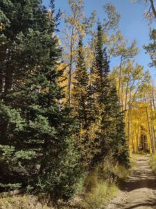 Image from Park City/SLC area of Utah, Sept 2024