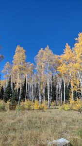 Image from Park City/SLC area of Utah, Sept 2024