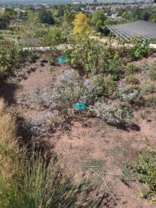 images from the Red Butte Garden & Arboretum in SLC