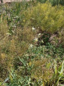 images from the Red Butte Garden & Arboretum in SLC