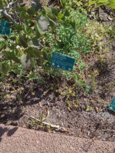 images from the Red Butte Garden & Arboretum in SLC