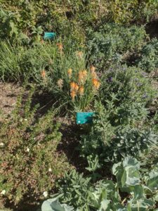 images from the Red Butte Garden & Arboretum in SLC