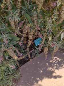 images from the Red Butte Garden & Arboretum in SLC