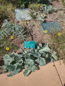 images from the Red Butte Garden & Arboretum in SLC