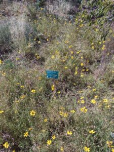 images from the Red Butte Garden & Arboretum in SLC