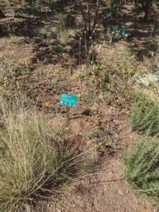 images from the Red Butte Garden & Arboretum in SLC