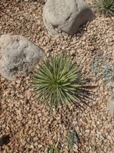 images from the Red Butte Garden & Arboretum in SLC