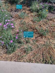 images from the Red Butte Garden & Arboretum in SLC