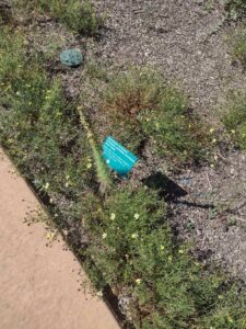 images from the Red Butte Garden & Arboretum in SLC